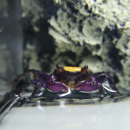 Geosesarma sp.sunshine  Vampierkrab